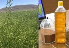 Cost of Camelina Oil Processing Plant Setup 2026: Capital Investment & Operating Costs