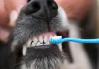 Why Regular Dog Dental Treatment in Arcadia Is Essential for Your Pet