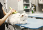 Cat Grooming Dubai: Complete Guide to Keeping Your Cat Healthy and Clean