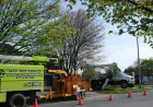 Professional Tree Service Barrie for Healthy and Safe Trees