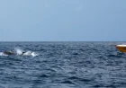 Watching Whales and Dolphins in St. Lucia - How To Make It Special For Your Kids?