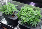 Cannabis Hydroponic System: A Modern Solution for Efficient Indoor Cultivation