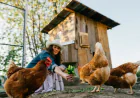 Chicken Coop and Run Guide: Keeping Your Chickens Safe and Healthy