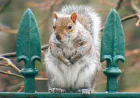 How Can I Get Rid of Squirrels in My Charleston Home?