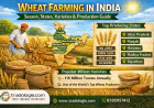 Wheat Farming in India – Season, States, Varieties & Production Guide