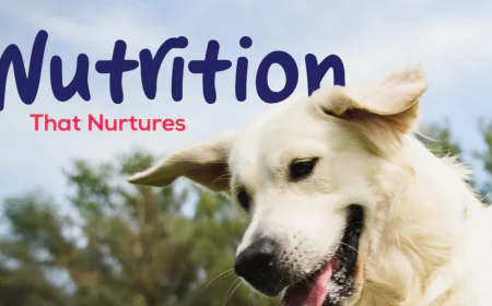 How to Choose the Healthy Food for Your Pet’s Age