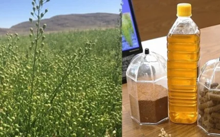 Cost of Camelina Oil Processing Plant Setup 2026: Capital Investment & Operating Costs