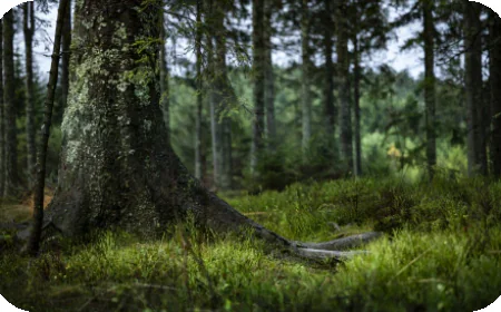 How to Buy Nobility Titles and Join the Scottish Tradition with ScotlandTitle