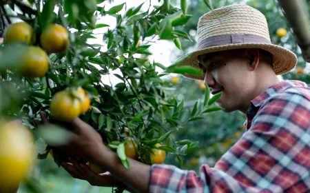 Identifying the Best Organic Pesticide for Cannabis: A Strategic Grower’s Guide