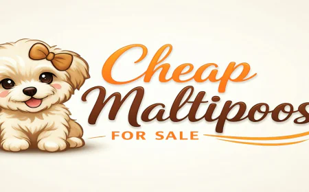 Maltipoo Puppies for Sale Near Me: A Complete Guide to Finding Your Perfect Companion