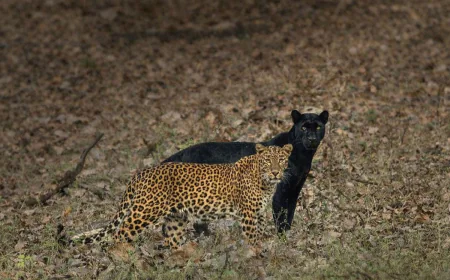 Kabini: India’s Hidden Paradise For Wildlife And Nature Lovers