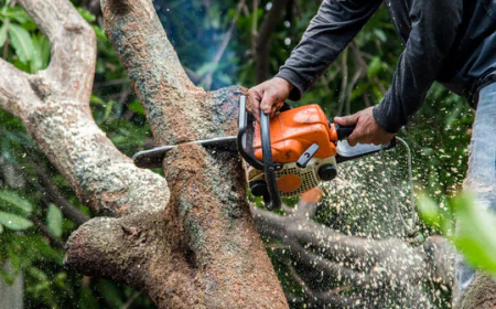 Professional Tree Surgery and Landscaping Services for Healthy and Attractive Outdoor Spaces