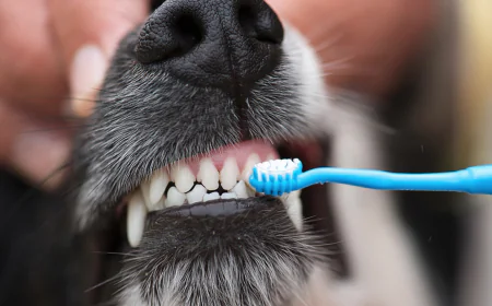 Why Regular Dog Dental Treatment in Arcadia Is Essential for Your Pet