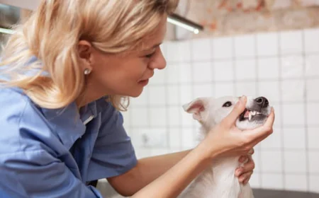Dental Care for Pets: Why It’s More Important Than You Think