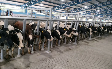 Modern Tools Revolutionizing Dairy Farming in India