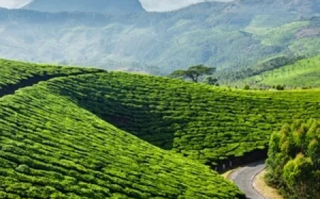 Why Kerala Is Perfect for Couples and Families