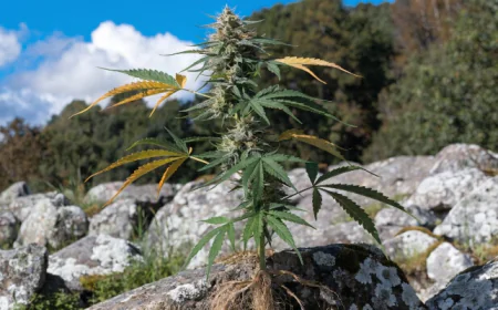 Global Hemp Prices Q4 2025: Price Index, Trends & Forecast Insights