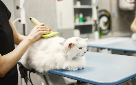 Cat Grooming Dubai: Complete Guide to Keeping Your Cat Healthy and Clean