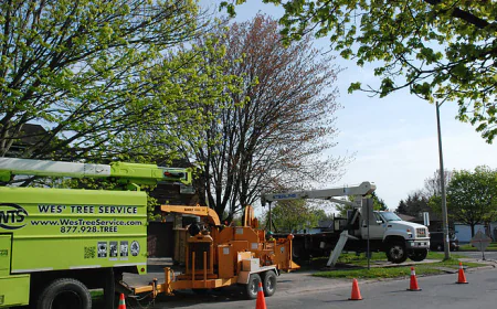 Professional Tree Service Barrie for Healthy and Safe Trees
