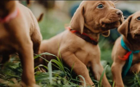 Top 10 Must-Have Dog Products for Style, Comfort and Durability