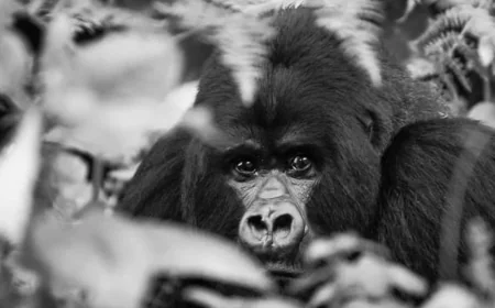 Booking a Rwanda Trip for First-Time Visitors: What to Expect