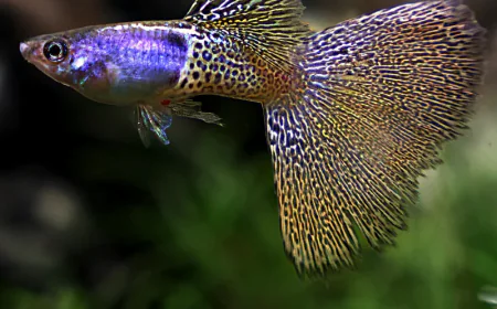 Are Imported Guppies in Canada Worth It for Your Aquarium?