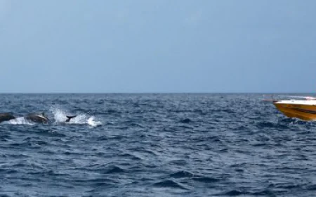 Watching Whales and Dolphins in St. Lucia - How To Make It Special For Your Kids?