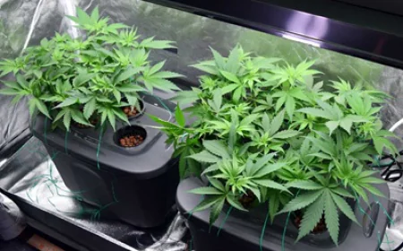Cannabis Hydroponic System: A Modern Solution for Efficient Indoor Cultivation