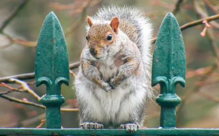 How Can I Get Rid of Squirrels in My Charleston Home?