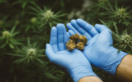 First-Time Guide: Applying for Kentucky Medical Marijuana Card Portal Tips