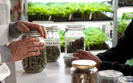 The Future of Cannabis Retail: Zen Leaf and Beyond