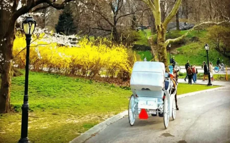 What to Expect from a Horse and Carriage Ride in NYC?