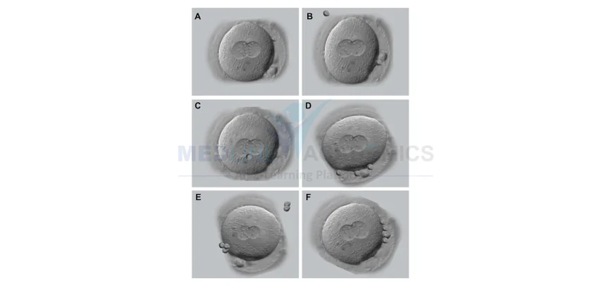 Embryology Courses in Bangalore - What you need to know?