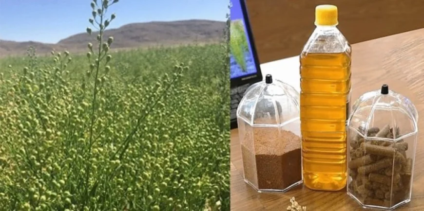 Cost of Camelina Oil Processing Plant Setup 2026: Capital Investment & Operating Costs