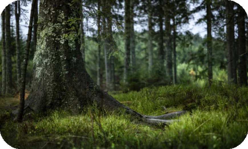 How to Buy Nobility Titles and Join the Scottish Tradition with ScotlandTitle