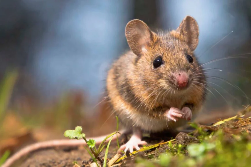 Comprehensive Rodent & Mouse Solutions for Safe Homes