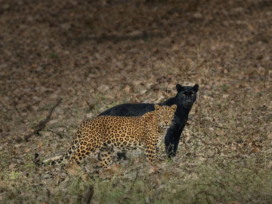 Kabini: India’s Hidden Paradise For Wildlife And Nature Lovers