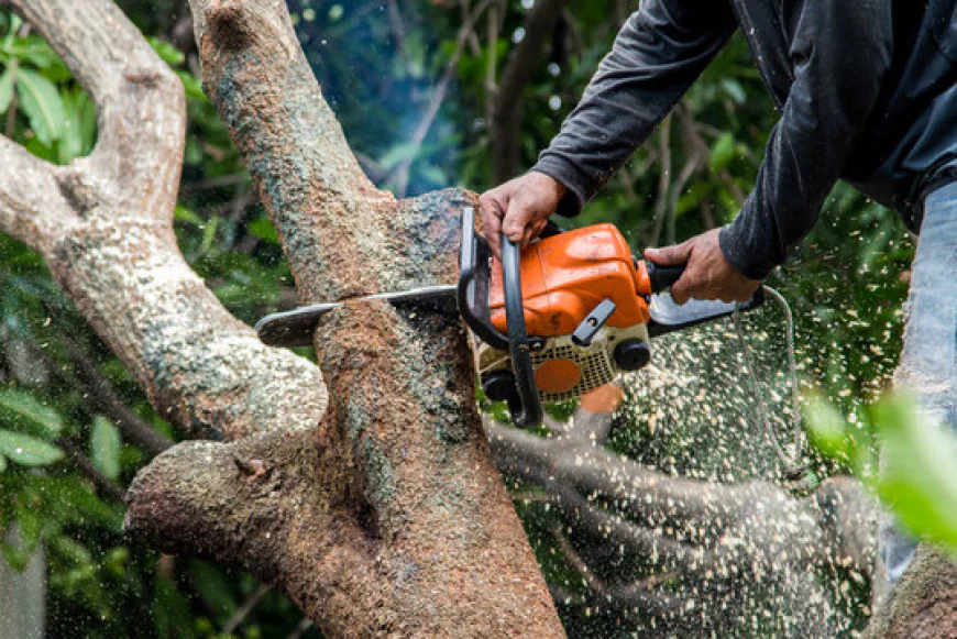 Professional Tree Surgery and Landscaping Services for Healthy and Attractive Outdoor Spaces