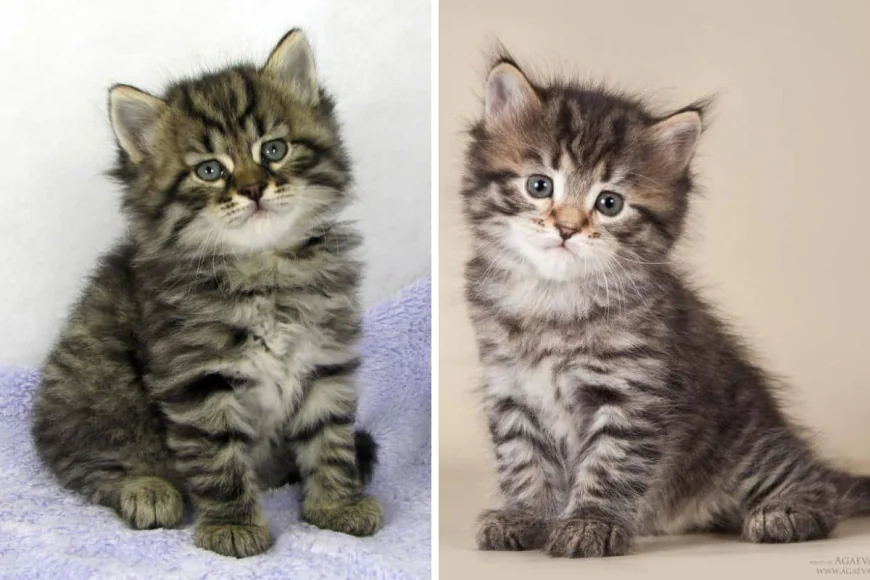 Persian Cat for Sale in India – Complete Guide to Buying a Cute Persian Kitten