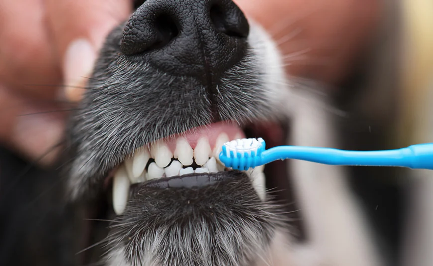 Why Regular Dog Dental Treatment in Arcadia Is Essential for Your Pet