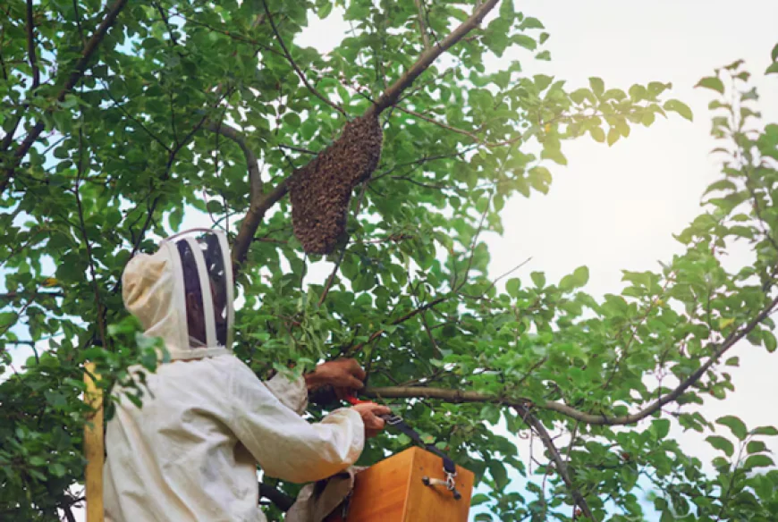 How Can a Professional Exterminator Keep Bees and Wasps Away Year-Round?