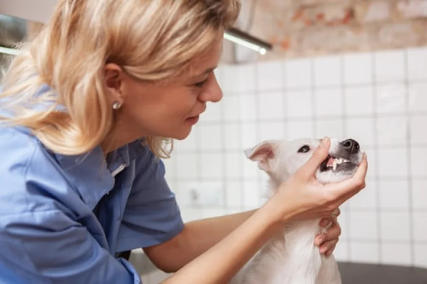 Dental Care for Pets: Why It’s More Important Than You Think