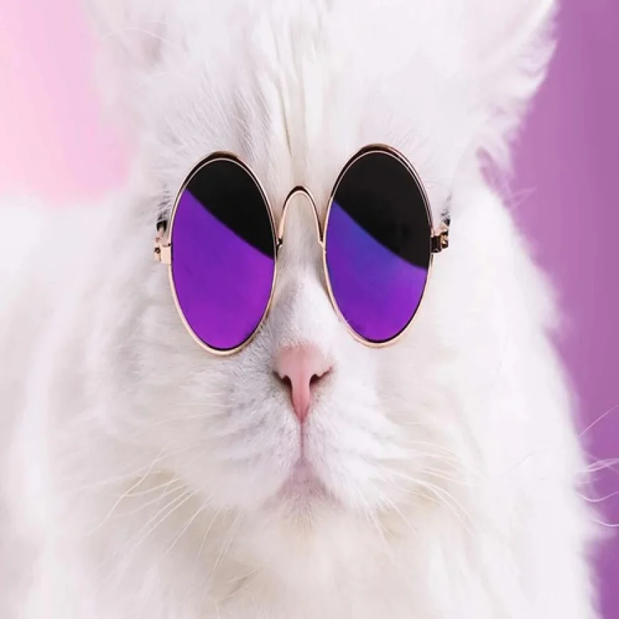 Funny Cat Names And Safe Snacks Every Curious Cat Owner