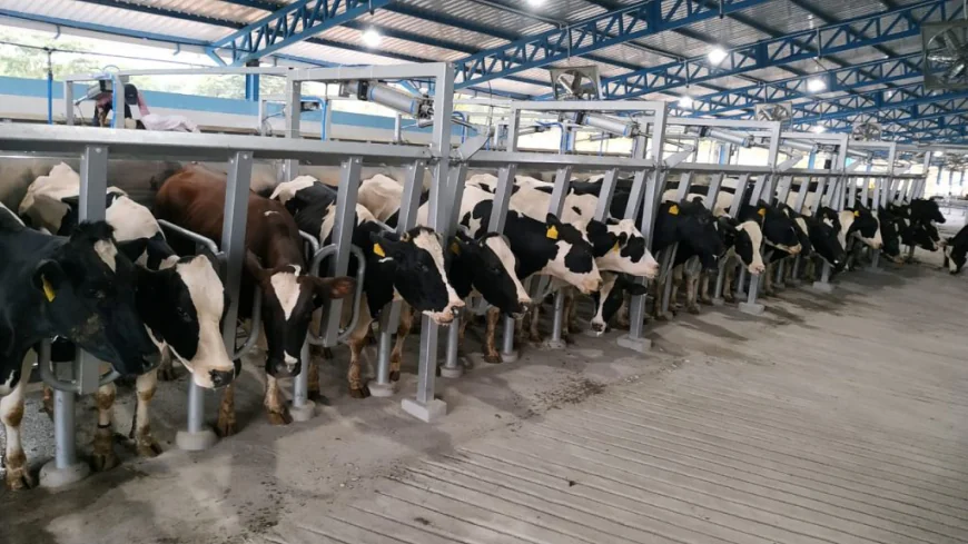 Modern Tools Revolutionizing Dairy Farming in India