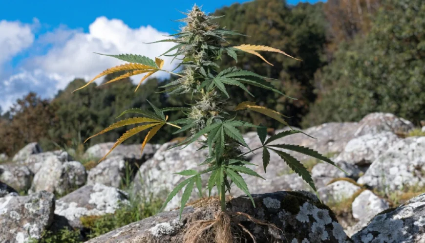 Global Hemp Prices Q4 2025: Price Index, Trends & Forecast Insights