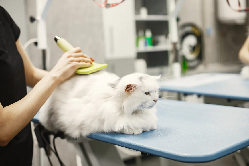 Cat Grooming Dubai: Complete Guide to Keeping Your Cat Healthy and Clean