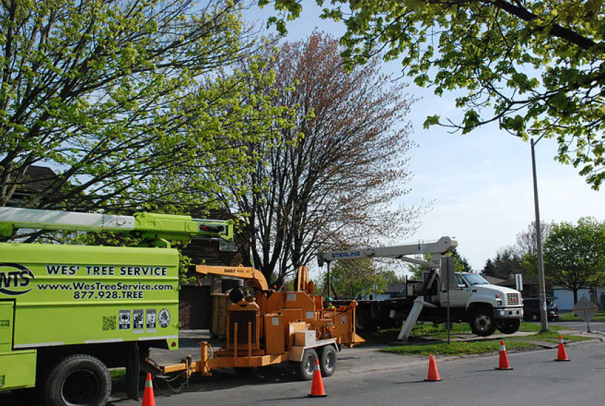 Professional Tree Service Barrie for Healthy and Safe Trees
