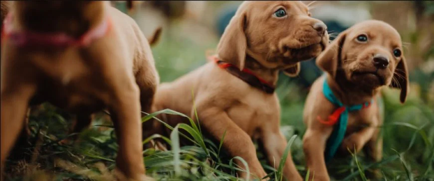 Top 10 Must-Have Dog Products for Style, Comfort and Durability