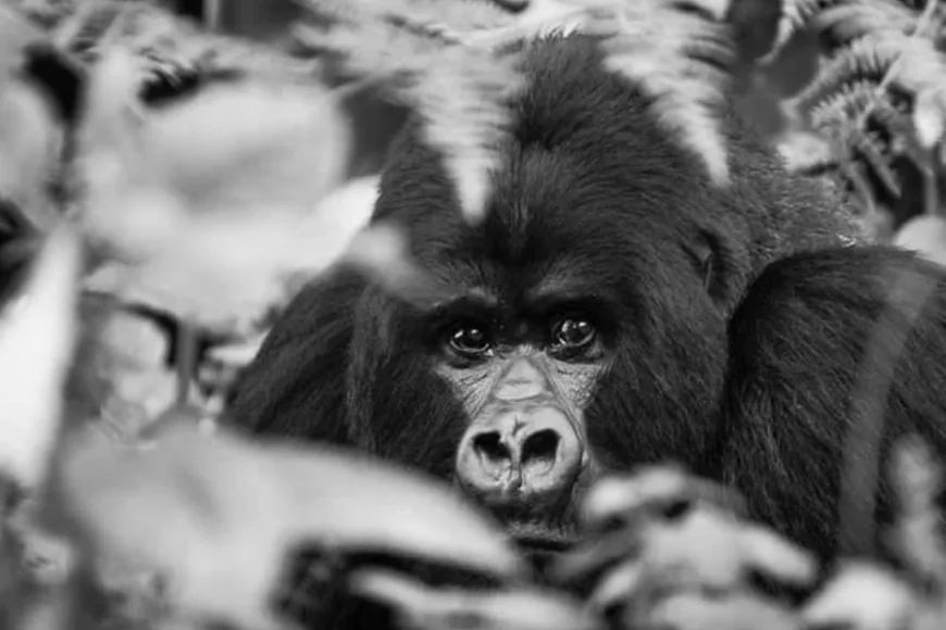 Booking a Rwanda Trip for First-Time Visitors: What to Expect