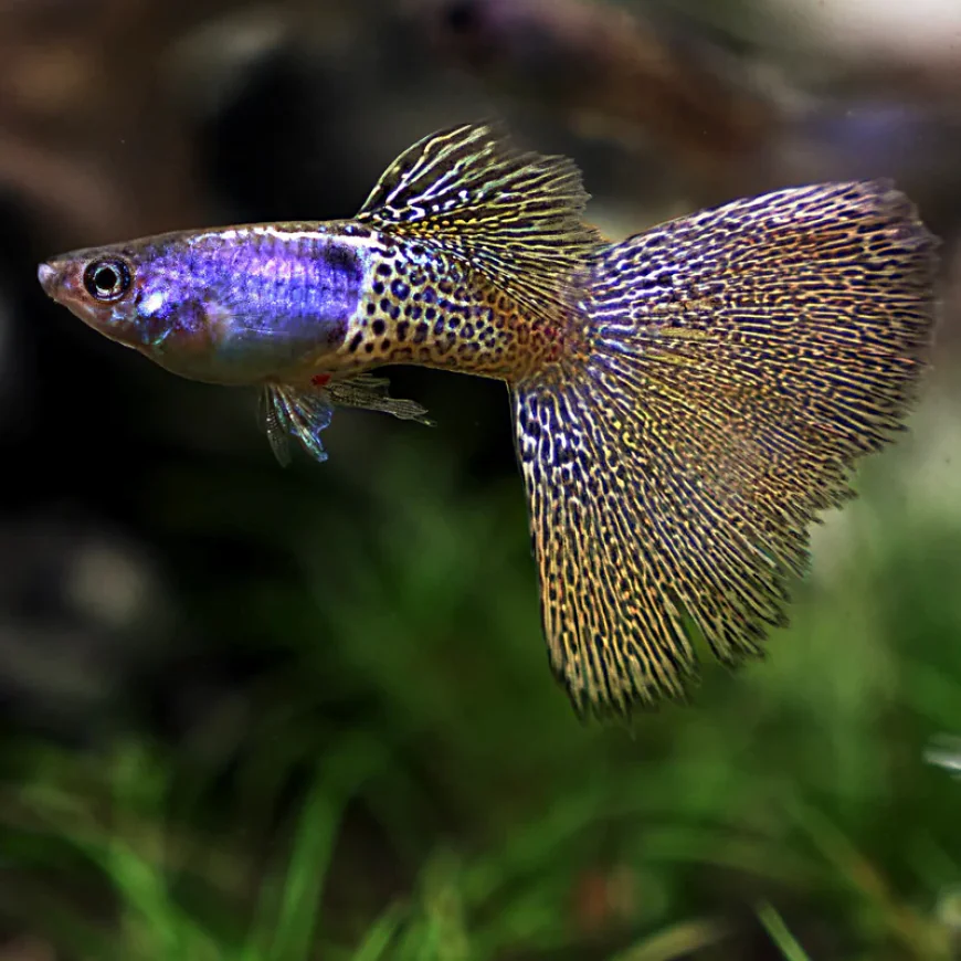 Are Imported Guppies in Canada Worth It for Your Aquarium?